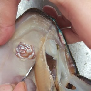 Bông hoa hồng / Rose / 玫瑰