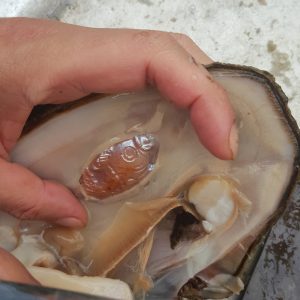 Con cá / Fish / 鱼